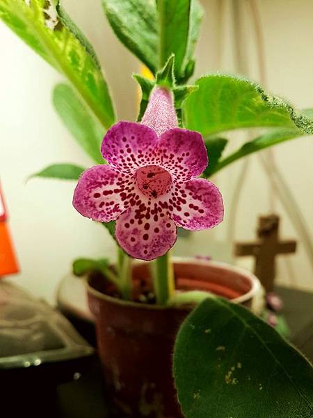 Kohleria 'Yf's Leah'