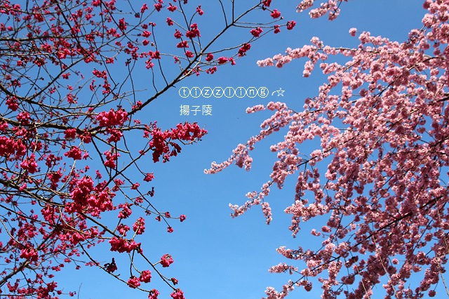 IMG_4421.JPG IMG_4421.JPG