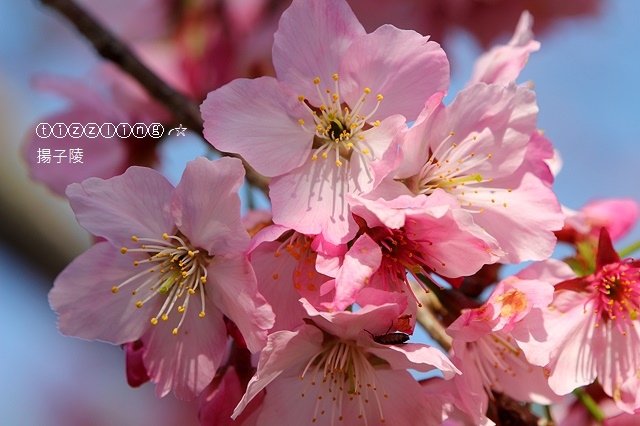 IMG_4485.JPG IMG_4485.JPG