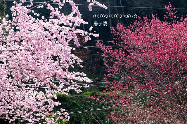 IMG_4518.JPG IMG_4518.JPG