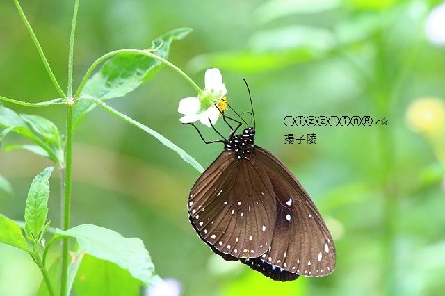 IMG_5765.JPG IMG_5765.JPG