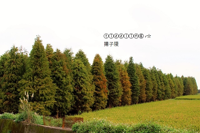 2024落羽松景點懶人包，秋冬季節浪漫氛圍限定版，FB / 