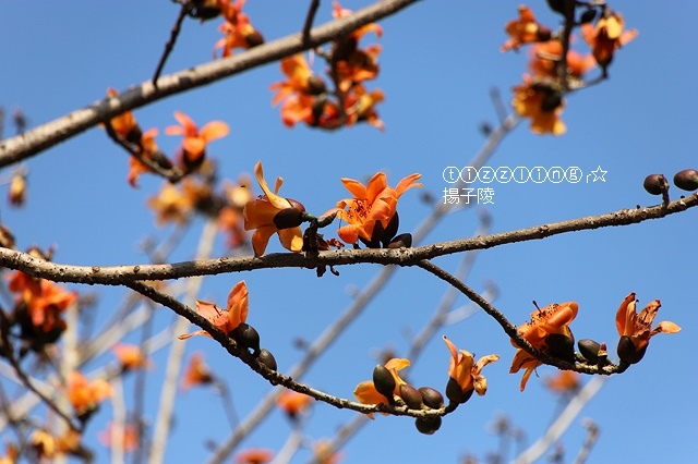 IMG_1489.JPG IMG_1489.JPG