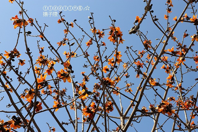 IMG_1491.JPG IMG_1491.JPG