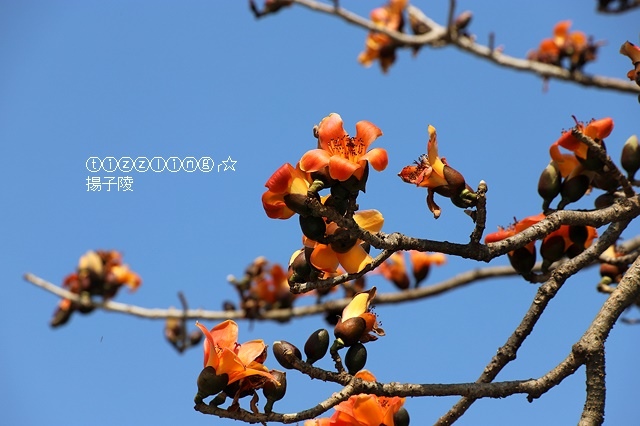 IMG_1500.JPG IMG_1500.JPG