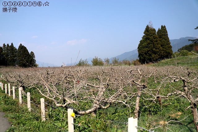 2019福壽山農場，十里桃花夢幻絕美盛開｜水蜜桃的故鄉在福壽