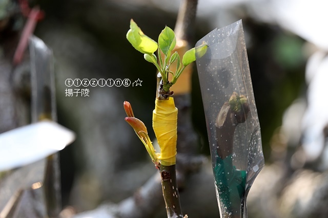 2019福壽山農場，十里桃花夢幻絕美盛開｜水蜜桃的故鄉在福壽