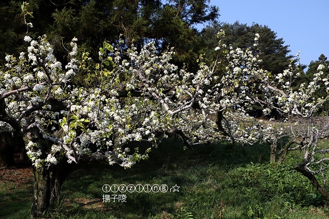 2019福壽山農場，十里桃花夢幻絕美盛開｜水蜜桃的故鄉在福壽