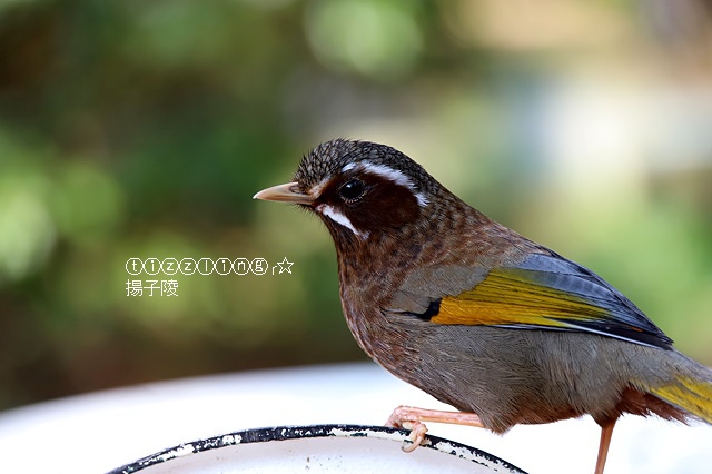 2019福壽山農場，十里桃花夢幻絕美盛開｜水蜜桃的故鄉在福壽