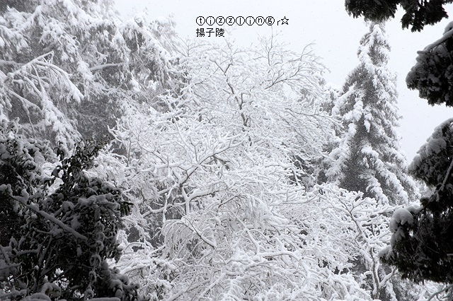 那一年宜蘭太平山下雪｜見晴懷古步道｜思源啞口，一起漫步在銀白