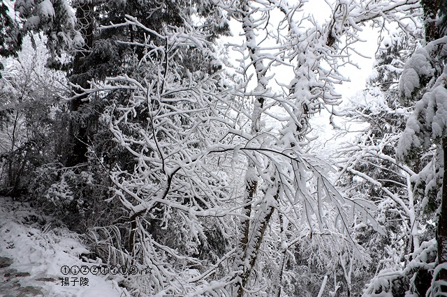 那一年宜蘭太平山下雪｜見晴懷古步道｜思源啞口，一起漫步在銀白