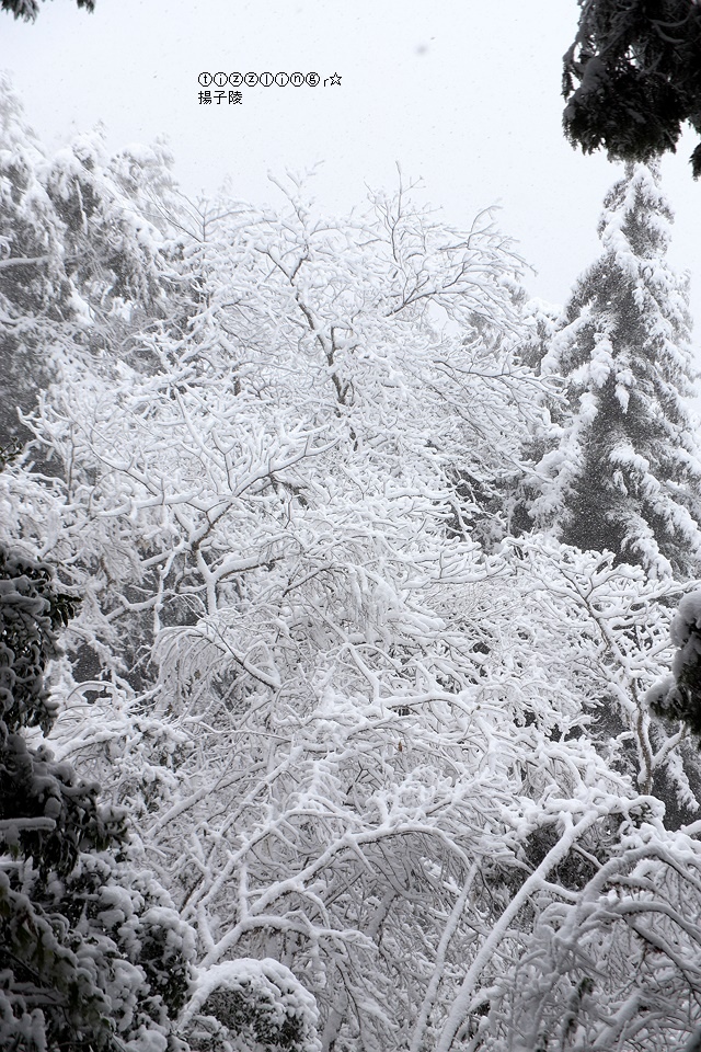 那一年宜蘭太平山下雪｜見晴懷古步道｜思源啞口，一起漫步在銀白