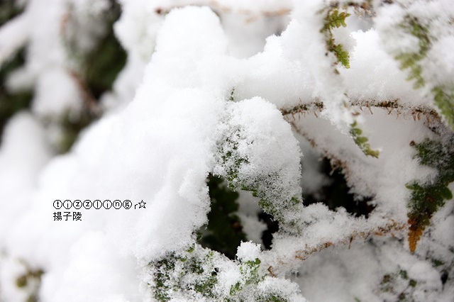 那一年宜蘭太平山下雪｜見晴懷古步道｜思源啞口，一起漫步在銀白