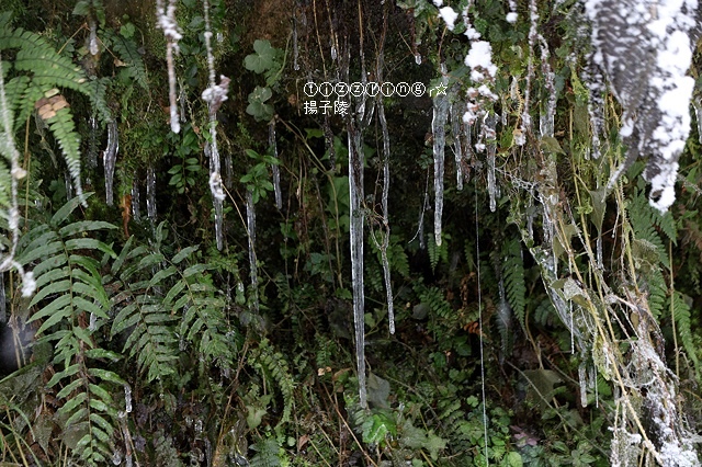 那一年宜蘭太平山下雪｜見晴懷古步道｜思源啞口，一起漫步在銀白