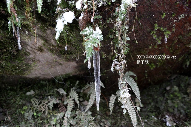 那一年宜蘭太平山下雪｜見晴懷古步道｜思源啞口，一起漫步在銀白