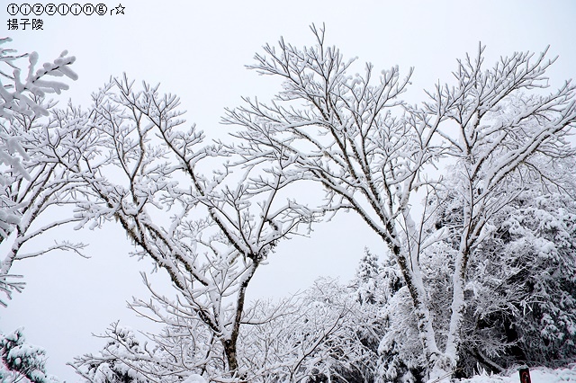 那一年宜蘭太平山下雪｜見晴懷古步道｜思源啞口，一起漫步在銀白