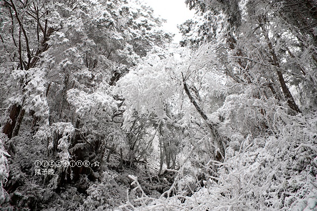 那一年宜蘭太平山下雪｜見晴懷古步道｜思源啞口，一起漫步在銀白