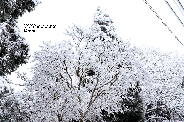 那一年宜蘭太平山下雪｜見晴懷古步道｜思源啞口，一起漫步在銀白