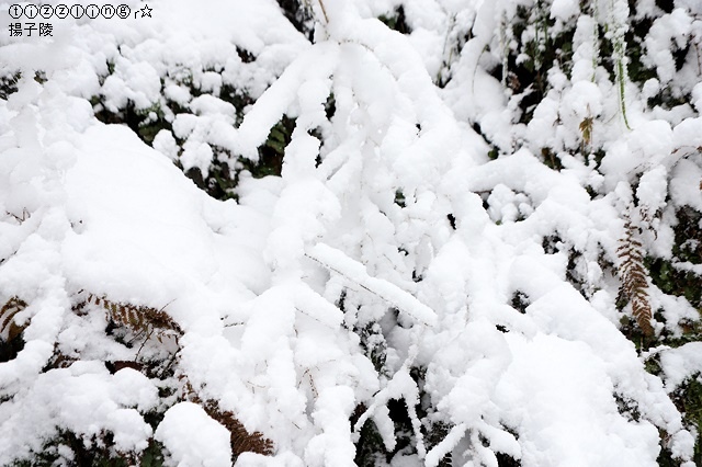 那一年宜蘭太平山下雪｜見晴懷古步道｜思源啞口，一起漫步在銀白