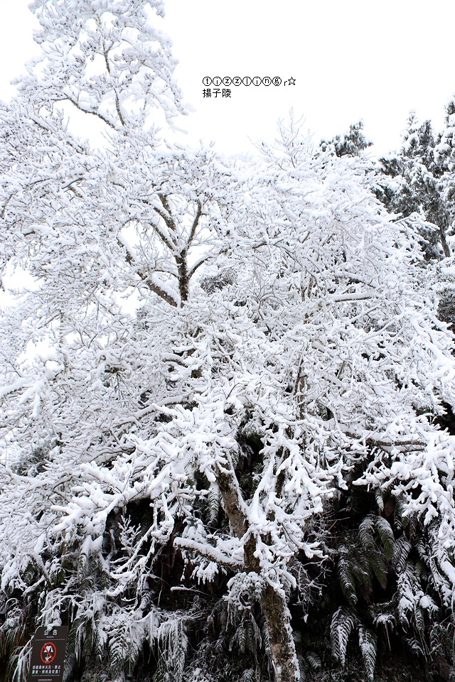 那一年宜蘭太平山下雪｜見晴懷古步道｜思源啞口，一起漫步在銀白