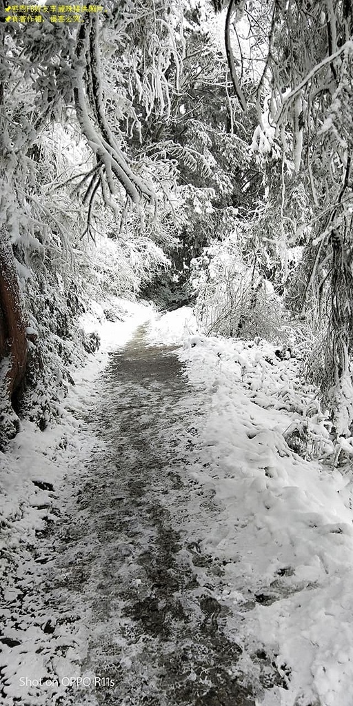 那一年宜蘭太平山下雪|見晴懷古步道|思源啞口,一起漫步在銀白