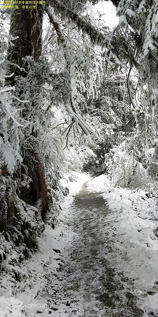 那一年宜蘭太平山下雪|見晴懷古步道|思源啞口,一起漫步在銀白