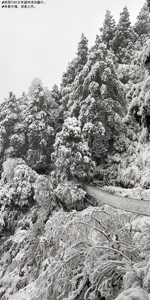 那一年宜蘭太平山下雪|見晴懷古步道|思源啞口,一起漫步在銀白