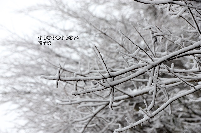 那一年宜蘭太平山下雪｜見晴懷古步道｜思源啞口，一起漫步在銀白