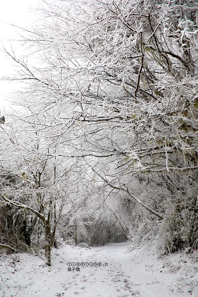 那一年宜蘭太平山下雪｜見晴懷古步道｜思源啞口，一起漫步在銀白