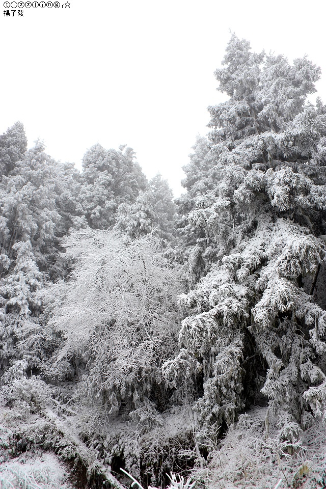 那一年宜蘭太平山下雪｜見晴懷古步道｜思源啞口，一起漫步在銀白