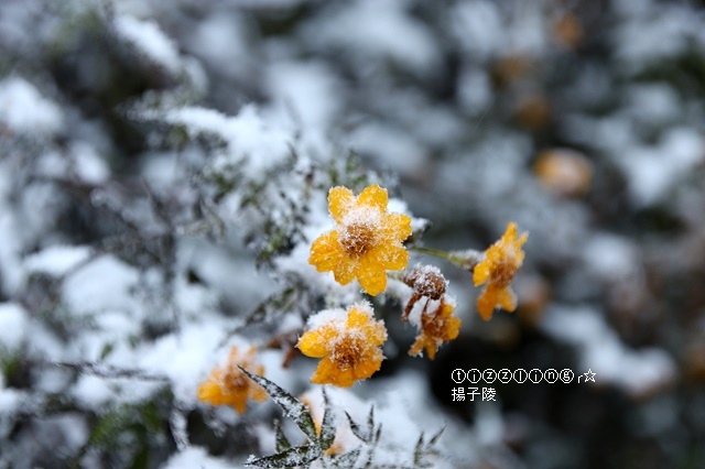 那一年宜蘭太平山下雪｜見晴懷古步道｜思源啞口，一起漫步在銀白