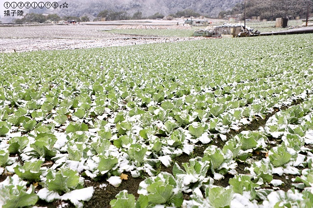 那一年宜蘭太平山下雪｜見晴懷古步道｜思源啞口，一起漫步在銀白