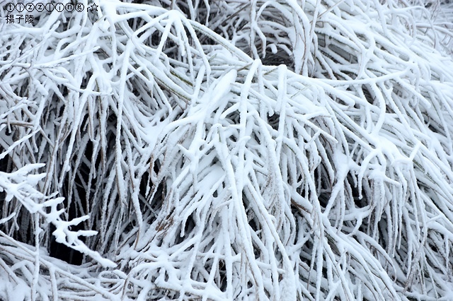 那一年宜蘭太平山下雪｜見晴懷古步道｜思源啞口，一起漫步在銀白