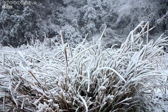 那一年宜蘭太平山下雪｜見晴懷古步道｜思源啞口，一起漫步在銀白