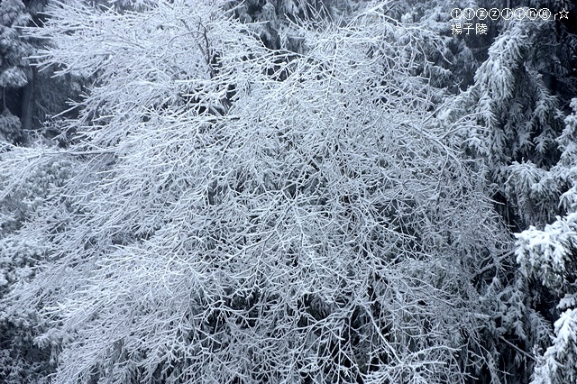 那一年宜蘭太平山下雪｜見晴懷古步道｜思源啞口，一起漫步在銀白