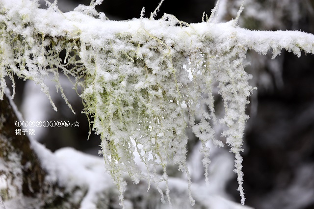 那一年宜蘭太平山下雪｜見晴懷古步道｜思源啞口，一起漫步在銀白