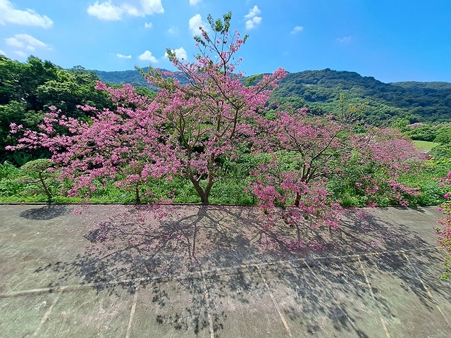 2023桃園龜山大棟山路美人樹、九重葛10/01即時花況｜大