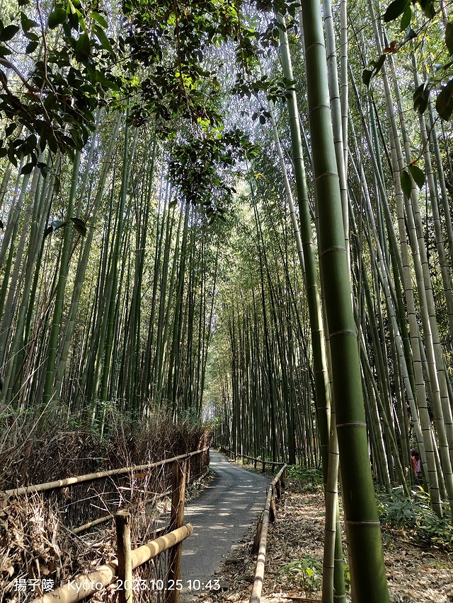 2023環遊關西第2天(上)｜京都嵐山竹林小徑｜京都野宮神社