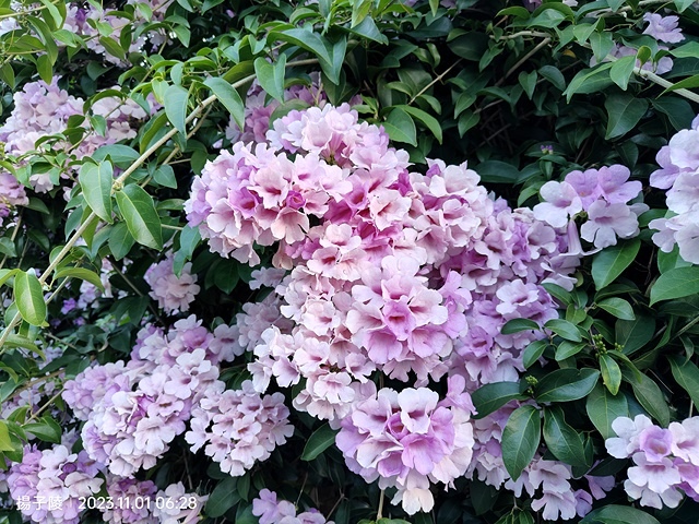 2023新北泰山蒜香藤花季，11/01即時花況｜楓樹河濱公園