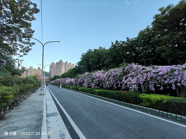 2023新北泰山蒜香藤花季，11/01即時花況｜楓樹河濱公園