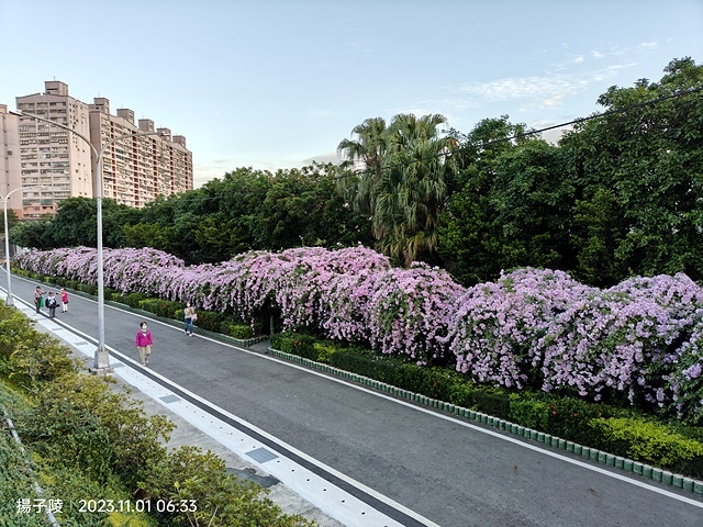 2023新北泰山蒜香藤花季，11/01即時花況｜楓樹河濱公園