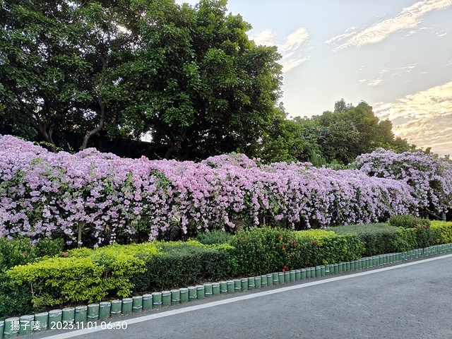 2023新北泰山蒜香藤花季，11/01即時花況｜楓樹河濱公園