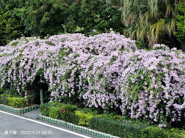 2023新北泰山蒜香藤花季，11/01即時花況｜楓樹河濱公園