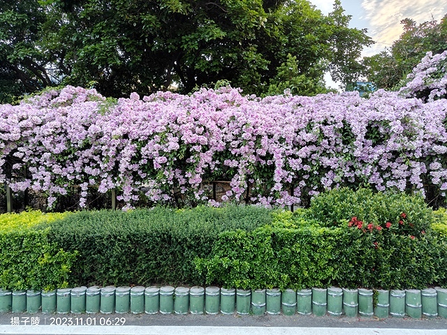 2023新北泰山蒜香藤花季，11/01即時花況｜楓樹河濱公園