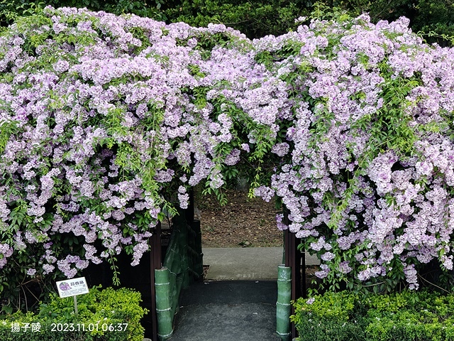 2023新北泰山蒜香藤花季，11/01即時花況｜楓樹河濱公園