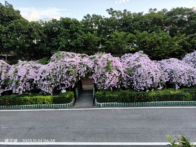 2023新北泰山蒜香藤花季，11/01即時花況｜楓樹河濱公園