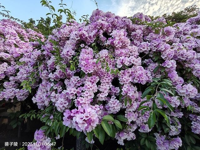 2023新北泰山蒜香藤花季，11/01即時花況｜楓樹河濱公園