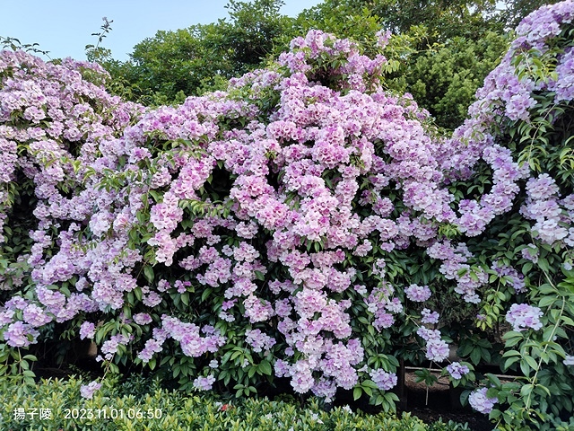 2023新北泰山蒜香藤花季，11/01即時花況｜楓樹河濱公園