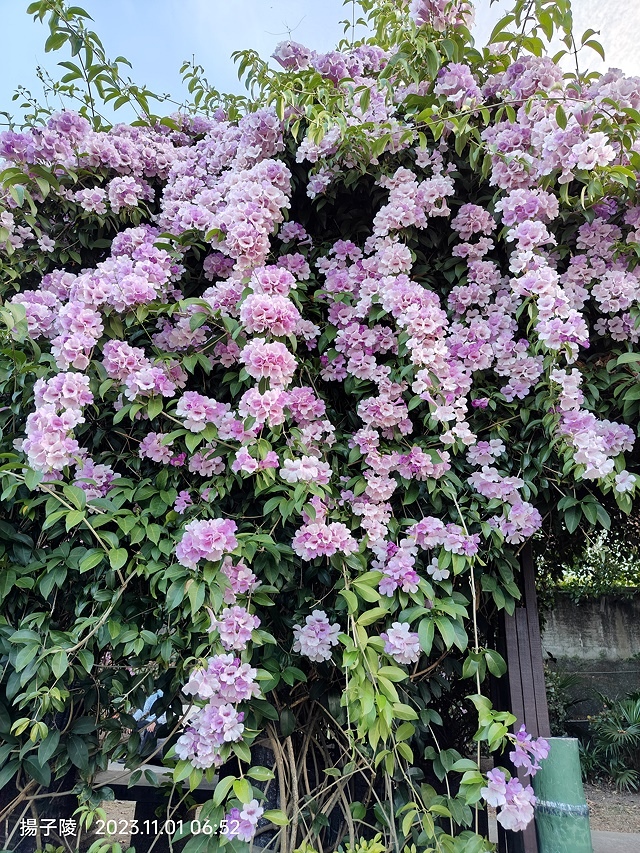 2023新北泰山蒜香藤花季，11/01即時花況｜楓樹河濱公園