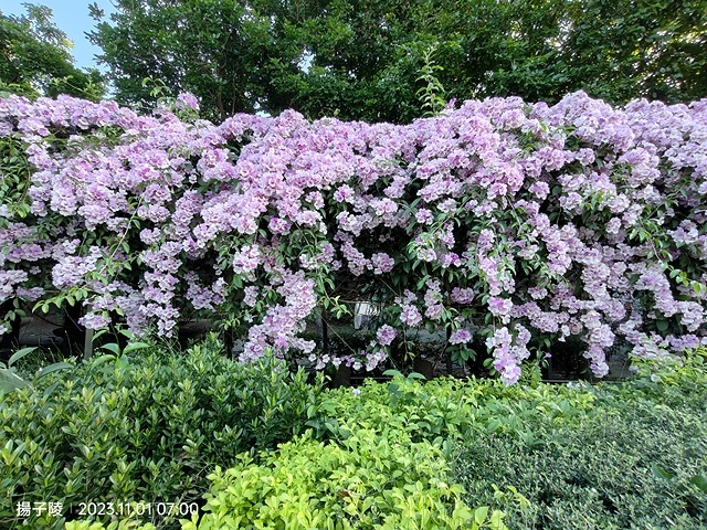 2023新北泰山蒜香藤花季，11/01即時花況｜楓樹河濱公園